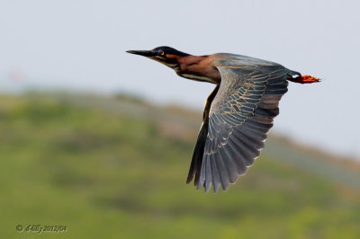 Green Heron in flight