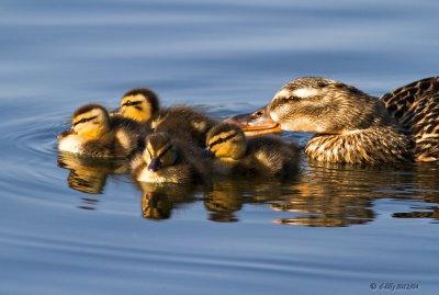 Mallard Duck & ducklings
