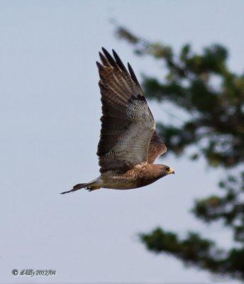 Swainson's Hawk