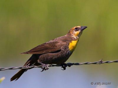 Yellow-headed Blackbird, female