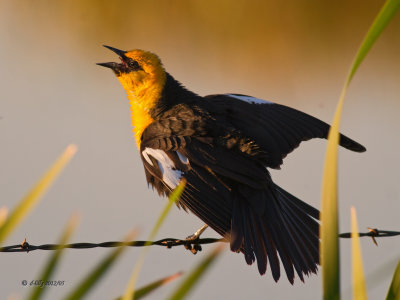 Yellow-headed Blackbird, male