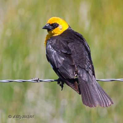Yellow-headed Blackbird