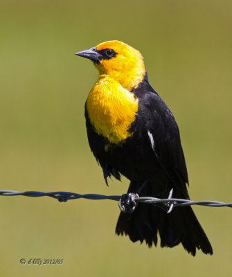 Yellow-headed Blackbird