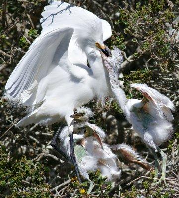 feeding time #1