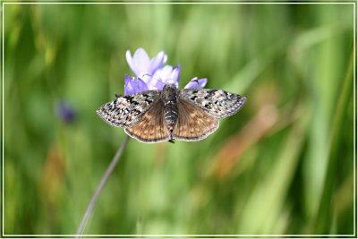 Duskywing