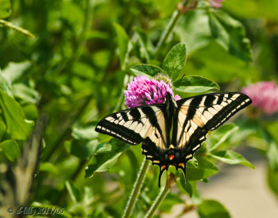 Swallowtail, colorado