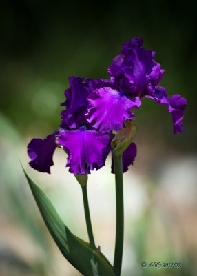 Purple Gladiola