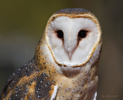 Barn Owl, female