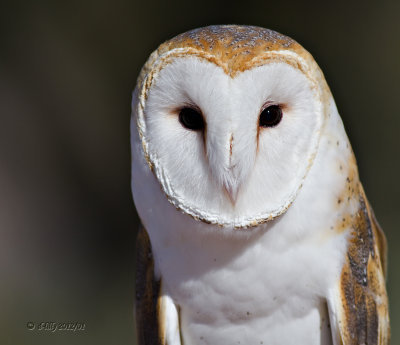 Barn Owl, male