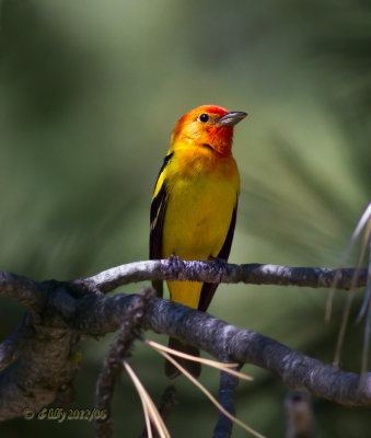 Western Tanager