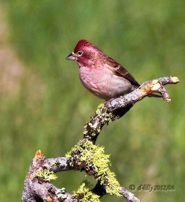 Cassin's Finch