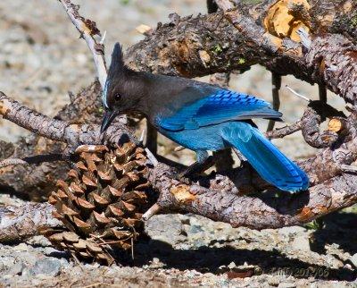 Steller's Jay