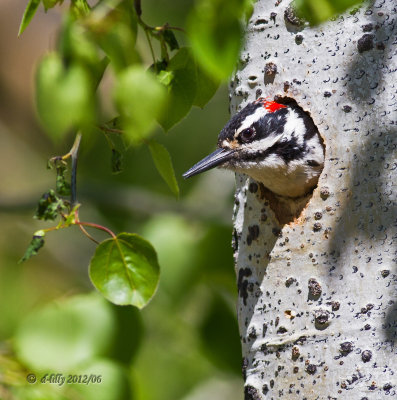 Hairy Woodpecker portrait