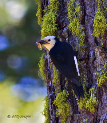 White-headed Woodpecker