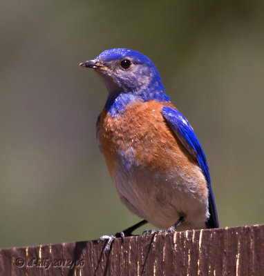 Western Bluebird