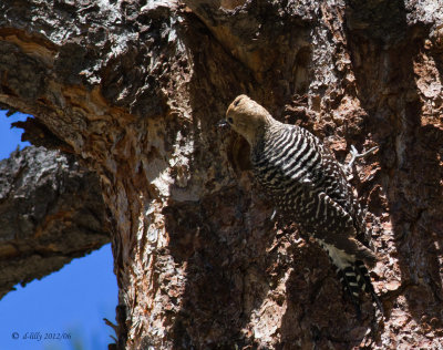 Williamson's Sapsucker, female