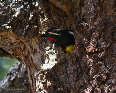 Williamson's Woodpecker, male