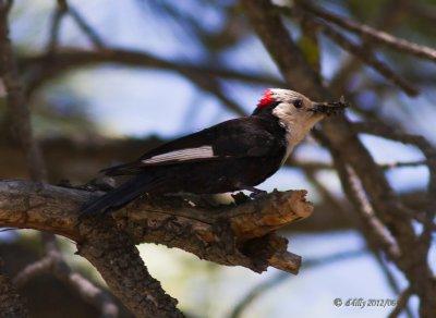 White-headed Woodpecker