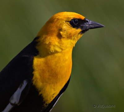 Yellow-headed Blackbird portrait