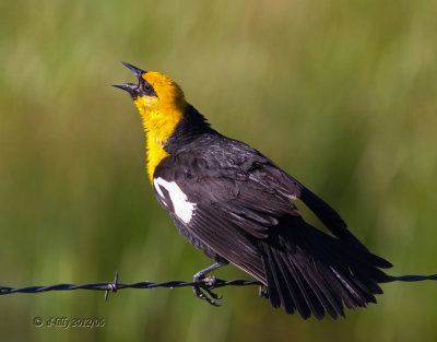 Yellow-headed Blackbird singing