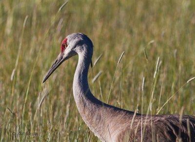Sandhill Crane