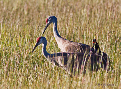 Sandhill Cranes Blackbird on back