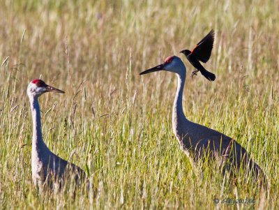 Sandhill Cranes attacked by Blackbird