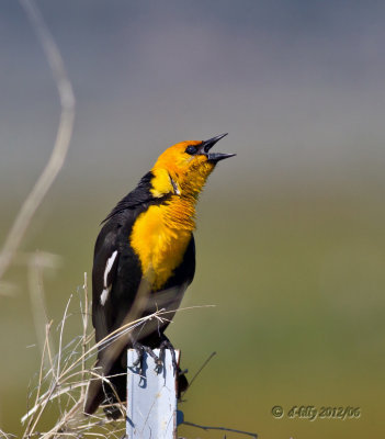 Yellow-headed Blackbird calling