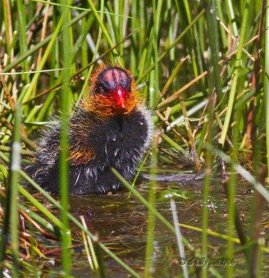 Coot chick in reeds