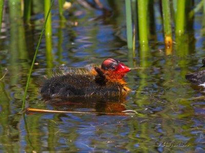 Coot chick