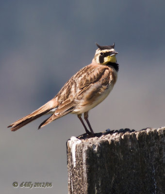 Horned Lark