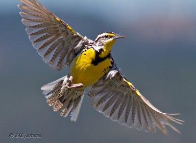 Meadowlark in flight