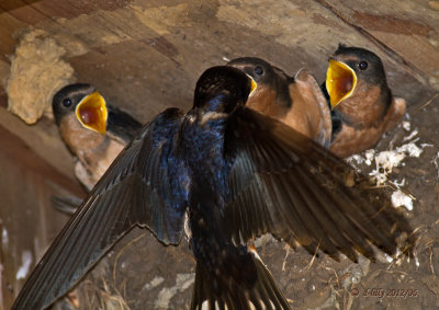 Barn Swallows being fed