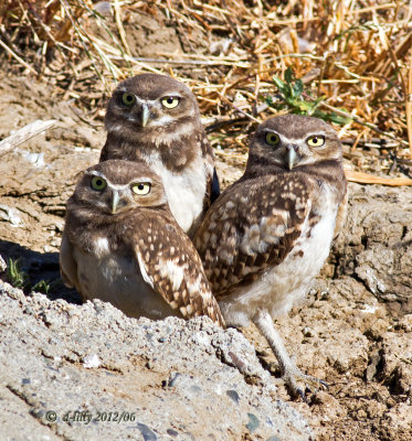 Burrowing Owl youngsters