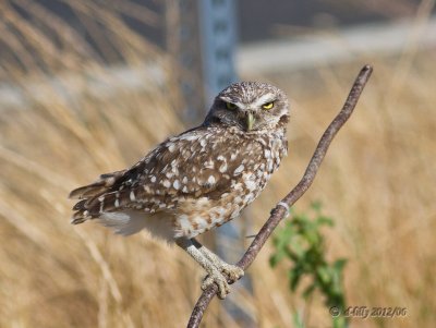 Burrowing Owl on perch