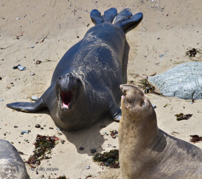 barking Elephant Seals