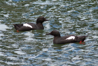 Pigeon Guillemont