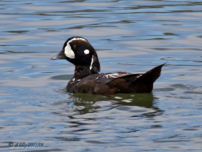 Harlequin Duck