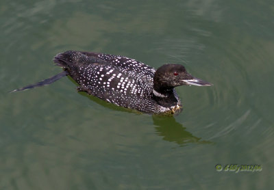 Common Loon