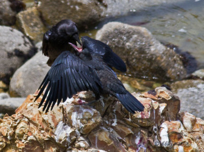 Raven fledgling and parent