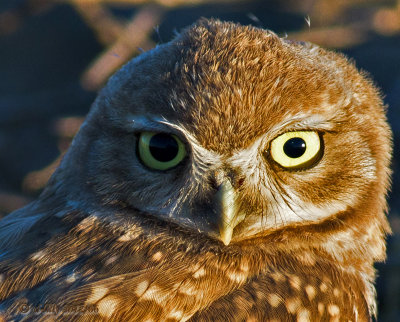 Burrowing Owl portrait