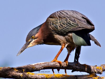 on the 'Look-out'