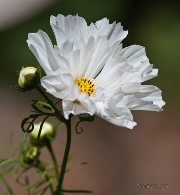 Blooming Whites