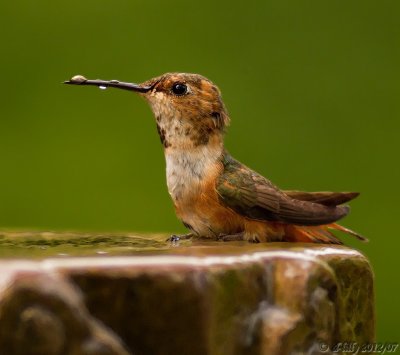 I think I have 'Flickr' on my beak!