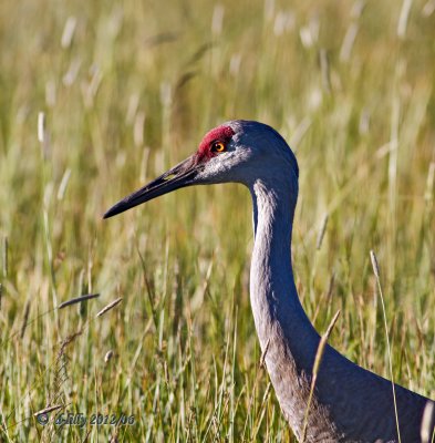 Sandhill Crane