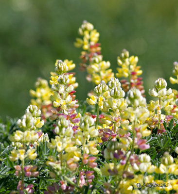 Lupines