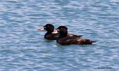 Surf Scoter