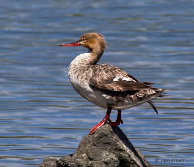 Red-breasted Merganser