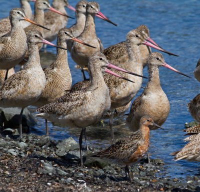 Marbled Godwits