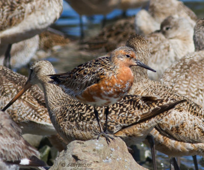 Red Knot